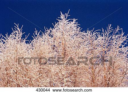 Frost on branches of bare trees View Large Photo Image Picture - Frost on branches of bare trees. Fotosearch
