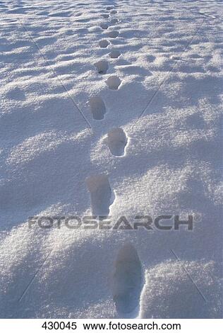 Stock Photography - Trail of footprints in the snow. Fotosearch