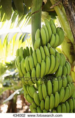 Bananas growing on a tree View Large Photo Image Stock Image - Bananas growing on a tree. Fotosearch