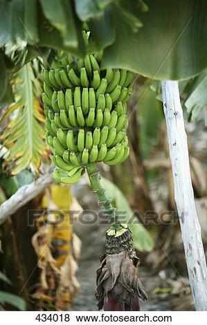 Bananas growing on a tree View Large Photo Image Stock Photo - Bananas growing on a tree. Fotosearch