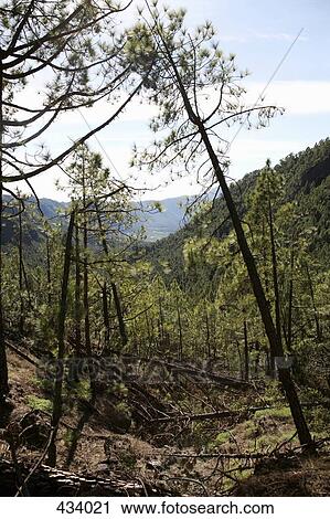 Fallen trees in a valley View Large Photo Image Stock Image - Fallen trees in a valley. Fotosearch