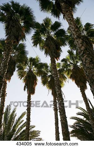 Stock Photography - Low angle view of palm trees. Fotosearch