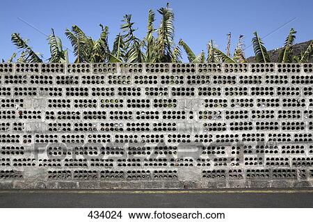 Picture - Palms growing behind a wall. Fotosearch