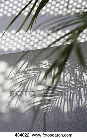 Shadows on a wall of a plant View Large Photo Image Stock Image - Shadows on a wall of a plant. Fotosearch