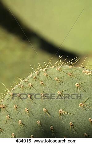 Thorns of a cactus View Large Photo Image Stock Photography - Thorns of a cactus. Fotosearch