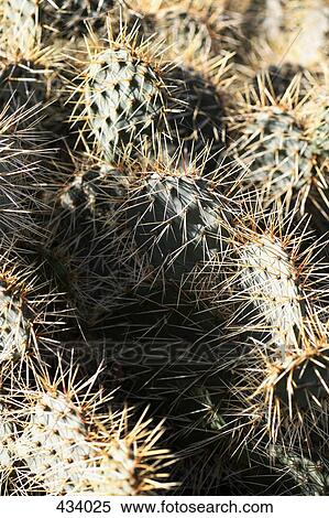 Stock Photography - Thorns of a cactus. Fotosearch