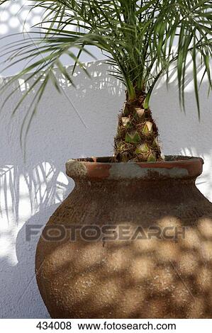 Tropical plant in a plant pot View Large Photo Image Stock Photo - Tropical plant in a plant pot. Fotosearch