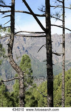 View through trees of a mountain range View Large Photo Image Stock Image - View through trees of a mountain range. Fotosearch