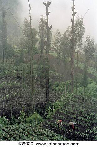 Crop fields in mist, Ngadisari, Java, Indonesia View Large Photo Image Stock Image - Crop fields in mist, Ngadisari, Java, Indonesia. Fotosearch