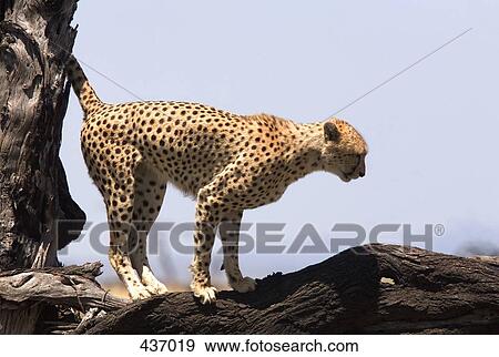 A cheetah standing on a tree branch View Large Photo Image Stock Photo - A cheetah standing on a tree branch. Fotosearch
