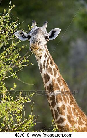 A giraffe eating from a tree View Large Photo Image Stock Photo - A giraffe eating from a tree. Fotosearch