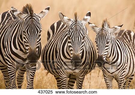 Stock Photography - A group of zebras. Fotosearch