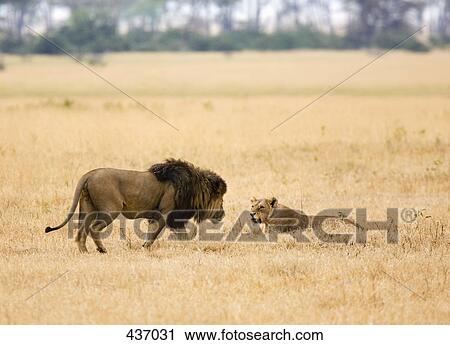 A lion and lioness View Large Photo Image Stock Image - A lion and lioness. Fotosearch