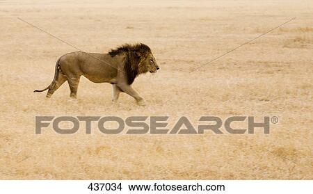 A Lion View Large Photo Image Picture - A Lion. Fotosearch