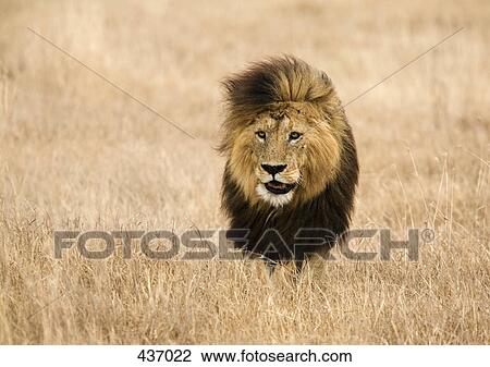 A Lion View Large Photo Image Stock Image - A Lion. Fotosearch