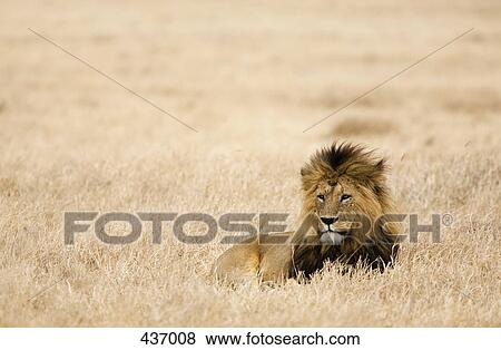 A Lion View Large Photo Image Stock Photo - A Lion. Fotosearch