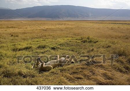 A lioness lying on her back View Large Photo Image Stock Photograph - A lioness lying on her back. Fotosearch