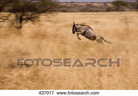 Stock Photo - A wildebeest running. Fotosearch