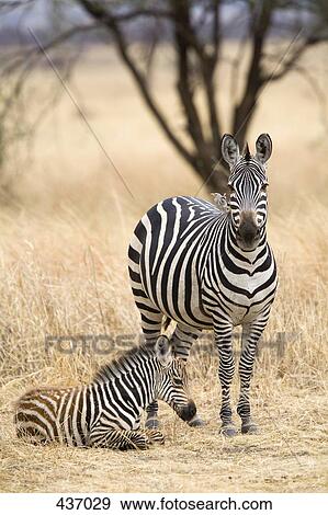 A zebra and calf View Large Photo Image Stock Photo - A zebra and calf. Fotosearch