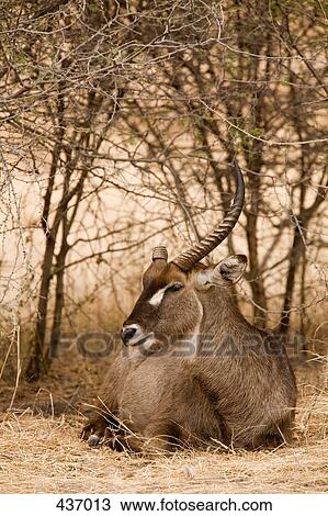 Stock Image - An antelope resting. Fotosearch