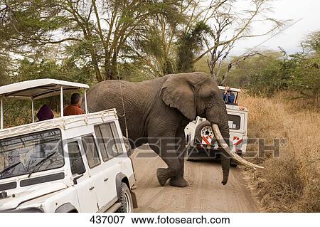 An elephant walking between two safari vehicles View Large Photo Image Stock Photo - An elephant walking between two safari vehicles. Fotosearch