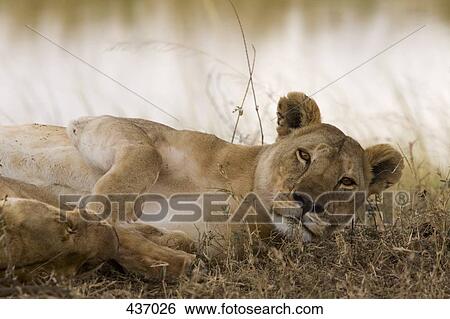 Close up of a lioness View Large Photo Image Stock Photograph - Close up of a lioness. Fotosearch