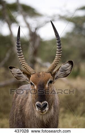 Stock Photo - Close-up of an antelope. Fotosearch