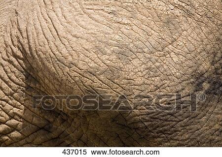 Close up of elephant skin View Large Photo Image Stock Photography - Close up of elephant skin. Fotosearch