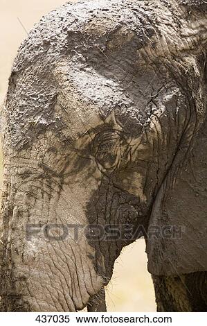 Headshot of an elephant covered in mud View Large Photo Image Stock Photography - Headshot of an elephant covered in mud. Fotosearch