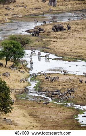Stock Photo - High angle view of safari animals. Fotosearch
