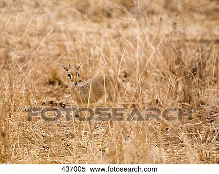 Stock Photography - Kirk's Dik-dik. Fotosearch
