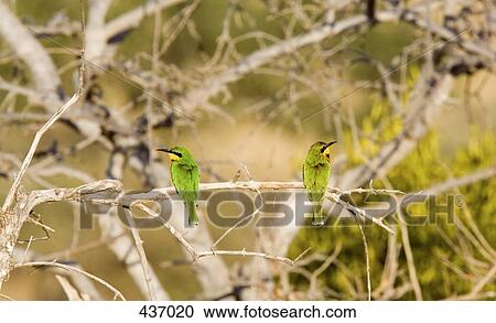 Two birds sitting on a branch View Large Photo Image Stock Image - Two birds sitting on a branch. Fotosearch