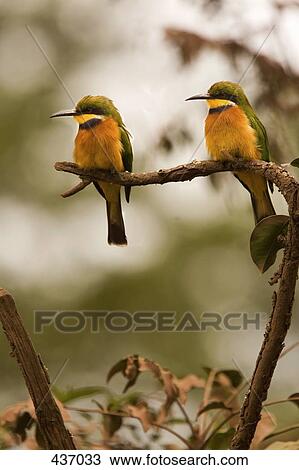 Two birds sitting on a branch View Large Photo Image Stock Image - Two birds sitting on a branch. Fotosearch