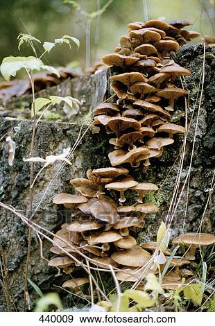 Stock Photo - Fungus growing on a tree stump. Fotosearch