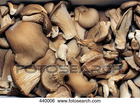 Pile of oyster mushrooms View Large Photo Image Stock Photograph - Pile of oyster mushrooms. Fotosearch