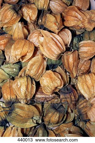 Pile of Physalis fruits View Large Photo Image Stock Image - Pile of Physalis fruits. Fotosearch