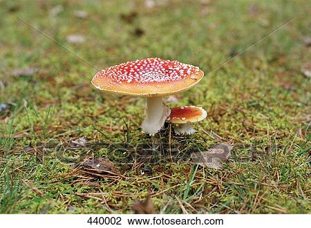Stock Image - Toadstools in a field. Fotosearch