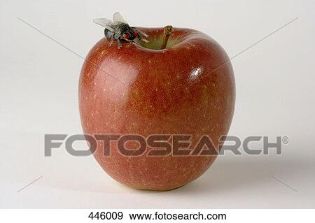 Plastic fly sitting on top of apple View Large Photo Image Stock Photo - Plastic fly sitting on top of apple. Fotosearch
