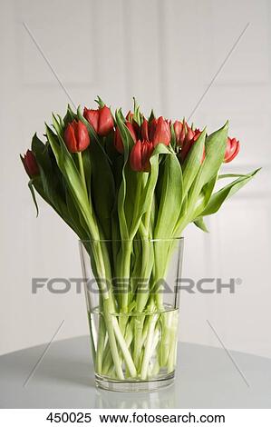 A vase of red tulips View Large Photo Image Stock Photography - A vase of red tulips. Fotosearch