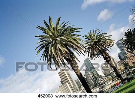 Tilted view of palms trees and Sydney skyline View Large Photo Image Stock Photo - Tilted view of palms trees and Sydney skyline. Fotosearch