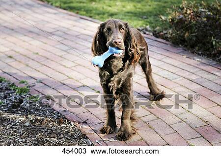 Stock Image - A brown dog standing on a garden path with a rubber bone in its mouth. Fotosearch
