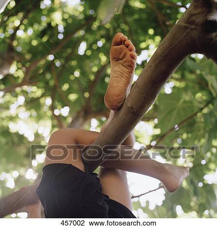Child's legs wrapped around a tree branch View Large Photo Image Stock Image - Child's legs wrapped around a tree branch. Fotosearch