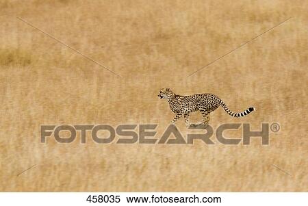 A cheetah running View Large Photo Image Stock Photography - A cheetah running. Fotosearch