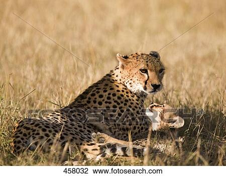 Stock Image - A cheetah with its cub. Fotosearch