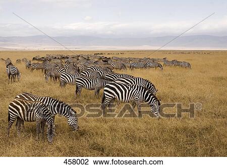 A herd of zebras View Large Photo Image Stock Image - A herd of zebras. Fotosearch