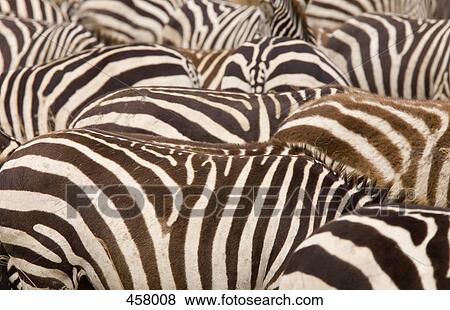 Stock Photo - A herd of zebras. Fotosearch