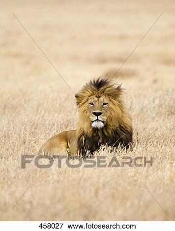 A Lion View Large Photo Image Stock Photo - A Lion. Fotosearch