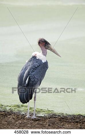 Stock Photo - A Marabou Stork. Fotosearch