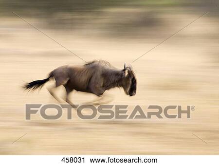 A wildebeest running View Large Photo Image Stock Image - A wildebeest running. Fotosearch