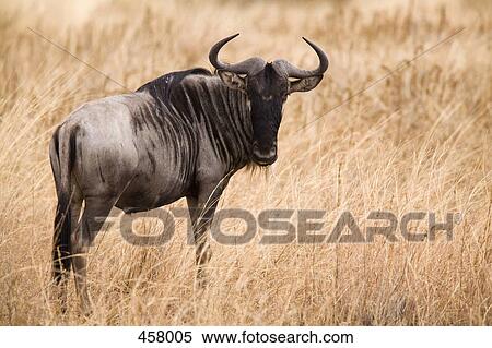 Stock Photography - A wildebeest. Fotosearch